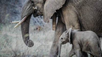 Imagen referencia de una cría de elefante.