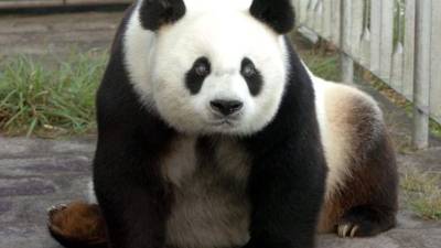 Pan Pan se encontraba en un delicado estado de salud debido a su avanzada edad.