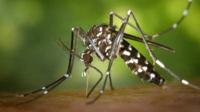 Entre los enfermos se cuentan 10 que además de chikungunya padecen dengue.