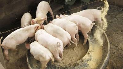 Un proyecto en Comayagua de la Fundación Suiza de Cooperación para el Desarrollo Técnico de Honduras.