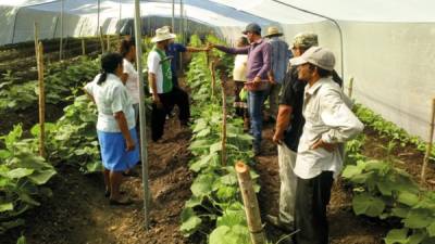 El proyecto LRP apoyó a 85 agricultores en entrenamiento por cinco meses en implementación de seis escuelas de campo (ECA).
