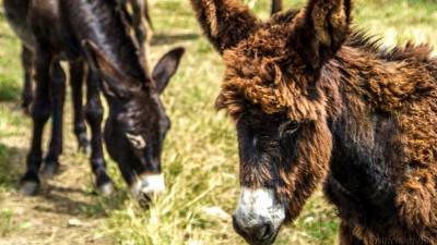 La mujer es obligada a pasear en un burro en India.