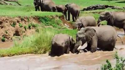 Un pequeño elefante recibe apoyo de su familia justo cuando era arrastrado por el río Lagh Dera, en Kenia. Foto YouTube