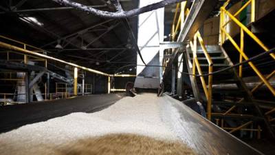 Doce millones de quintales de azúcar se exportarán este año.