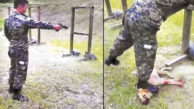 Un militar mató a tiros a la mascota de un batallón.