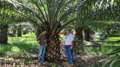 Con el uso de Fastrac Palma, don Wilfredo obtiene la mejor nutrición en sus cultivos de palma africana.