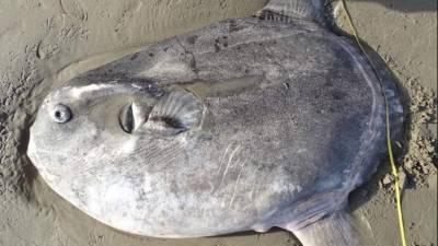 El pez encontrado se trata de un pez luna hoodwinker o pez luna embaucador.