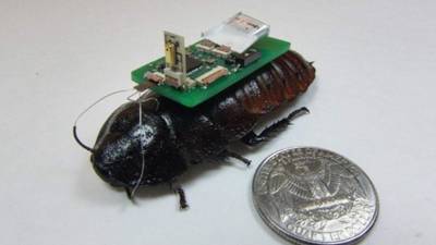 'Cucaracha cíborg' sera utilizada para tareas de búsqueda y rescate.
