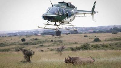 Los rinocerontes negros se diferencian por su menor tamaño y peso. Foto: EFE/Archivo