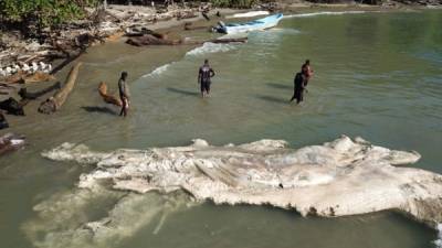 Expertos del Tela Marine Research Center extrajeron muestras de la ballena que fue encontrada muerta en aguas del Caribe y el miércoles parte de sus restos fueron hallados en una playa, cerca de la reserva de Punta Sal.