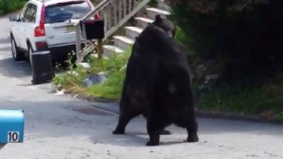 Esta pareja de osos se van a los golpes. Foto YouTube.
