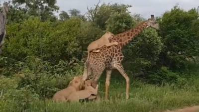 La jirafa lucha por su vida, tras el ataque de unos seis leones.