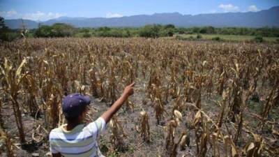 Daños: este joven de Los Limones, El Paraíso, señala los daños que la sequía causó al maíz.Fotos Andro Rodríguez /