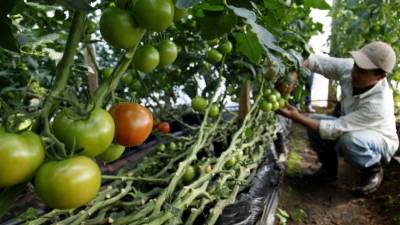 La Cuenta del Milenio permitió a Honduras asesorar a los productores en el campo.