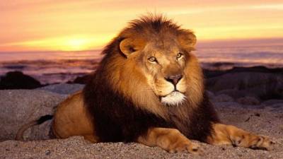 Un león macho necesita comer 14 libras de carne o más al día; la leona consume 10