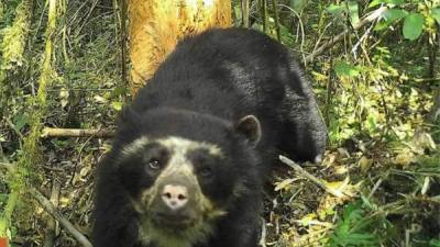 Fotografía obtenida por una cámara ubicada por el Servicio Nacional de Áreas Naturales Protegidas y cedida hoy, miércoles 30 de noviembre de 2016, que muestra a un oso de anteojos que fue captado por primera vez el 29 de agosto de 2016 en el Parque Nacional del Río Abiseo, en la región amazónica de San Martín, Perú. EFE