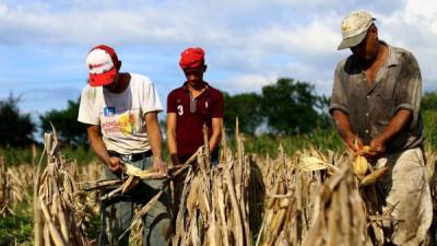 Más de 2 millones de quintales de maíz se esperan producir durante la cosecha de postrera Foto: Jordan Perdomo