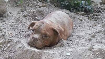 El propietario será juzgado por actos de crueldad contra un animal y desacato.