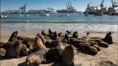 Los sacrificios de lobos marinos comenzaron a mediados de diciembre y continuarán hasta mayo.