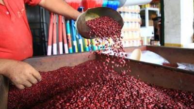 Si el precio del frijol comienza a subir, es pura especulación advierten las autoridades, que aseguran que este año el país ha tenido más que suficiente producción.