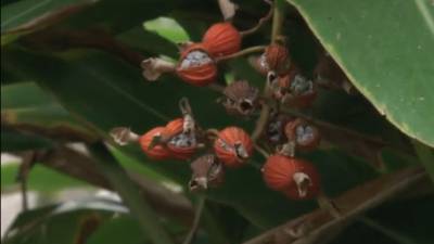 Una planta tradicional conocida como “getto”.