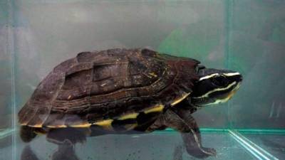 Un lagarto cocodrilo, una tortuga que come caracoles (en la foto) o un murciélago con forma de herradura son tres de las 115 nuevas especies descubiertas en 2016 en la región del río Mekong, en el Sudeste de Asia. Los nuevas especies incluyen once de anfibios, dos de peces, once reptiles, 88 plantas y tres mamíferos, halladas entre Camboya, Laos, Birmania (Myanmar), Tailandia y Vietnam por varias expediciones científicas, según un estudio del Fondo Mundial para la Naturaleza (WWF). EFE