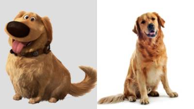 Golden Retriever: es un perro listo y muy cariñoso. También le encanta nadar. A esta raza pertenece Dug el perro villano de “Up”.
