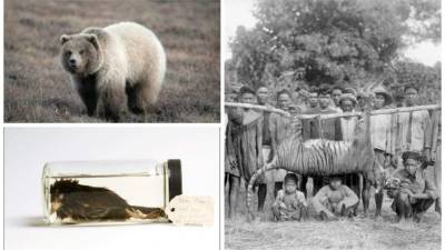 Durante estos últimos 50 años se han extinguido 18 especies de animales. Las causas son diversas, casi siempre ocurre por la contaminación o degradación de su habitad.