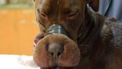 A Caitlyn le cerraron el hocico con cinta adhesiva.