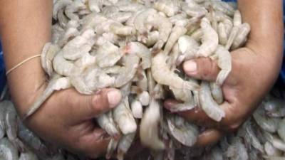 Imagen de archivo de camarón hondureño para exportación.