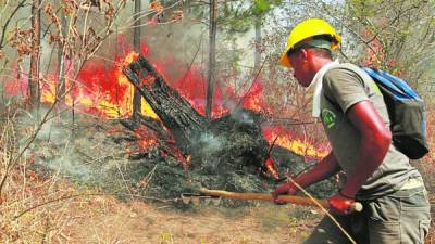 Los bomberos, guardabosques y militares tardaron más de tres horas en controlar el fuego en aldea Carpintero.