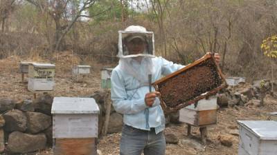 Un productor de miel beneficiado por un programa de financiamiento extranjero en su apiario en Orocuina.