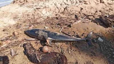 Los habitantes de la bahía de Trujillo piden a las autoridades de protección ambiental una intervención en la zona para investigar los casos de muerte de delfines, ya que son un atractivo turístico del sector.