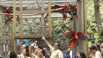Momento en el que liberan las 12 guaras rojas en Copán.