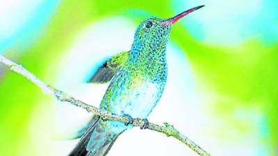 El colibrí esmeralda es una especie endémica en peligro de extinción.