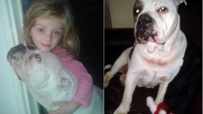 La familia había adoptado el perro hace dos meses.