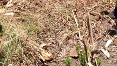 Las mujeres estaban en un maizal.