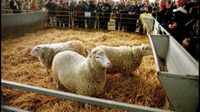 Las cuatro ovejas clonadas han cumplido 9 años y siguen sanos y fuertes. AFP.