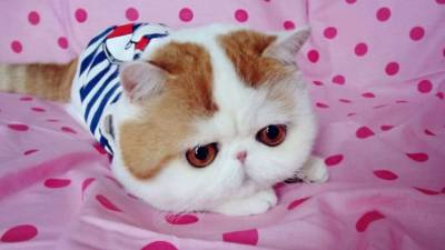 Snoopybabe es famoso por su hocico corto, cara plana y sus enormes ojos marrones.