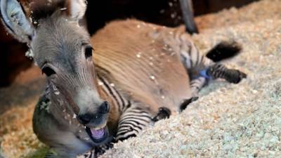 'cebrasno' resultado de la unión de un asno y una cebra.