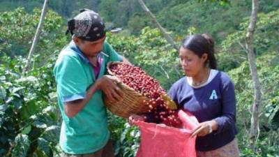 En junio pasado, el valor indicativo compuesto descendió 2.6% al ubicarse en un promedio de $110.44 por libra. Este es el promedio mensual más bajo desde diciembre de 2013.