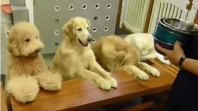 Se trata de un caniche, un labrador y dos Golden, quienes inclinan sus cabezas antes de comer y son capaces de recoger el plato.