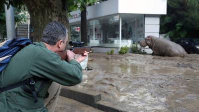Las inundaciones registradas en Georgia durante el fin de semana pasado destruyeron el zoológico de la ciudad de Tiflis dejando libres a leones, tigres e hipopótamos.