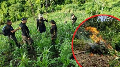 Las Fuerzas Armadas de Honduras han desplegado, por segundo día consecutivo, operativos en una zona remota del municipio de Tocoa, Colón, zona atlántica de Honduras, en búsqueda de plantaciones de estupefacientes.