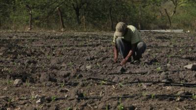 Con la tecnificación se intenta garantizar la producción nacional.