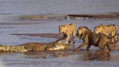 Impresionante pelea de tres leonas con cocodrilo es registrado por turista. Foto YouTube