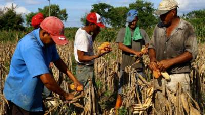 La agroindustria debe dar prioridad a la producción local antes de proceder a importar el grano.