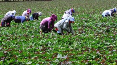Europeos demandan más envíos de la agroindustria.