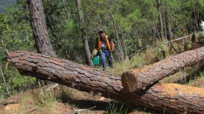 Las cuadrillas trabajan en la montaña.