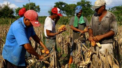 En Honduras, el maíz amarillo es la base de alimentos concentrados.